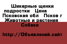 Шикарные щенки подростки › Цена ­ 250 - Псковская обл., Псков г. Животные и растения » Собаки   